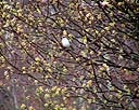Mockingbird in a Bradford Pear tree.jpg